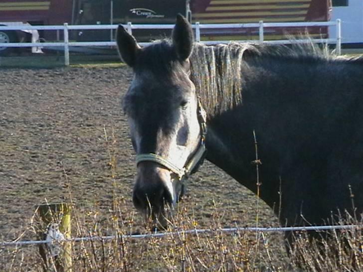 Dansk Varmblod Carismo-Vitz - Solgt billede 7