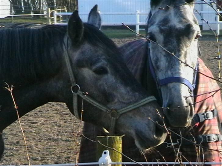 Dansk Varmblod Carismo-Vitz - Solgt billede 8