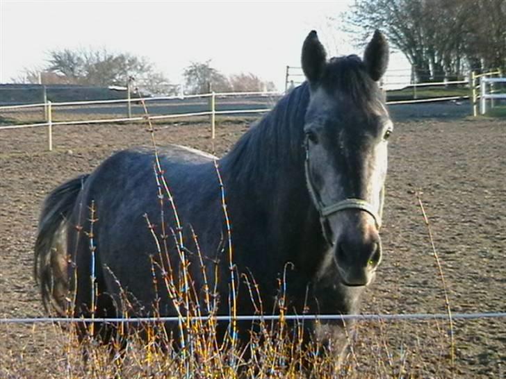 Dansk Varmblod Carismo-Vitz - Solgt billede 9