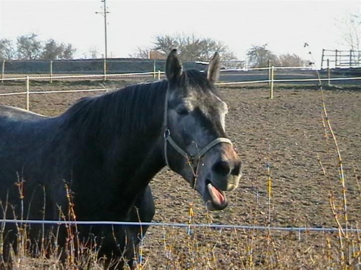 Dansk Varmblod Carismo-Vitz - Solgt billede 10