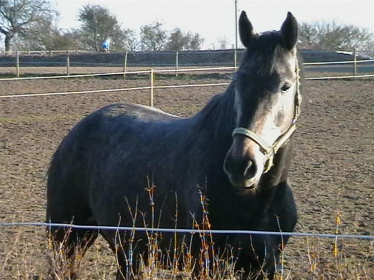 Dansk Varmblod Carismo-Vitz - Solgt billede 11