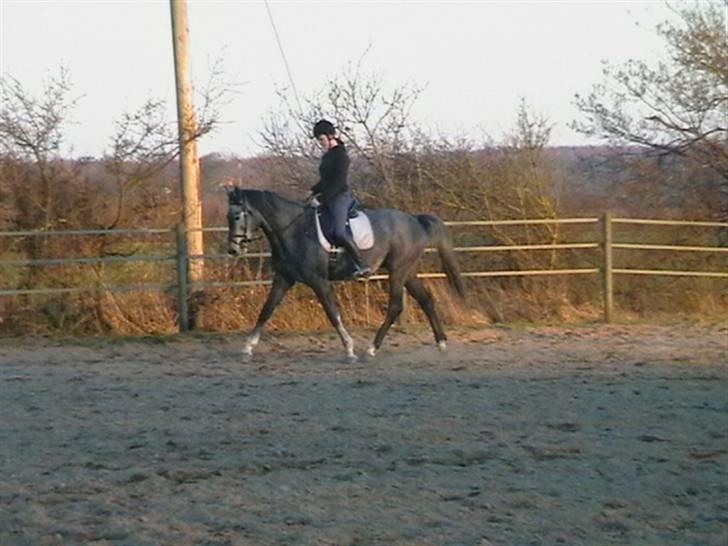 Dansk Varmblod Carismo-Vitz - Solgt billede 12