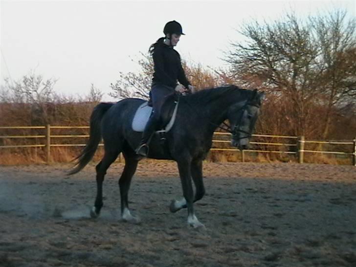 Dansk Varmblod Carismo-Vitz - Solgt billede 13