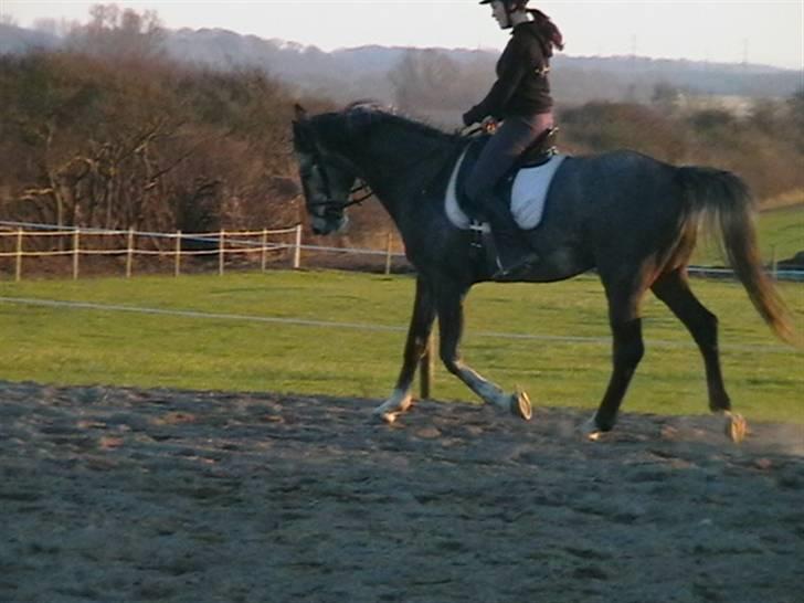 Dansk Varmblod Carismo-Vitz - Solgt billede 14