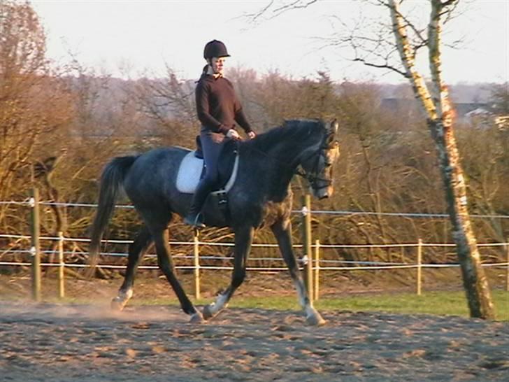 Dansk Varmblod Carismo-Vitz - Solgt billede 15