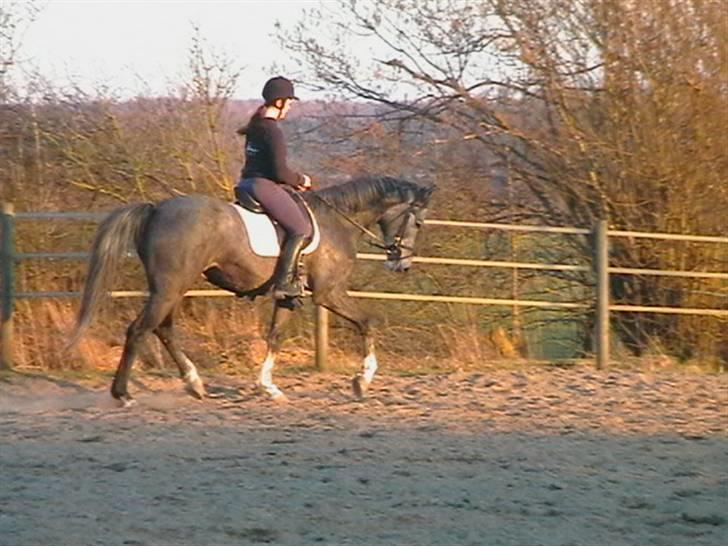 Dansk Varmblod Carismo-Vitz - Solgt billede 16