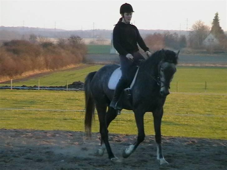 Dansk Varmblod Carismo-Vitz - Solgt billede 17