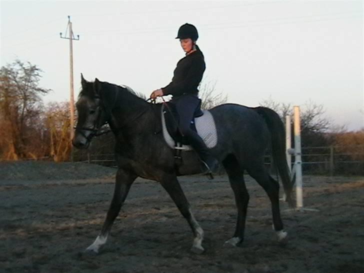 Dansk Varmblod Carismo-Vitz - Solgt billede 18