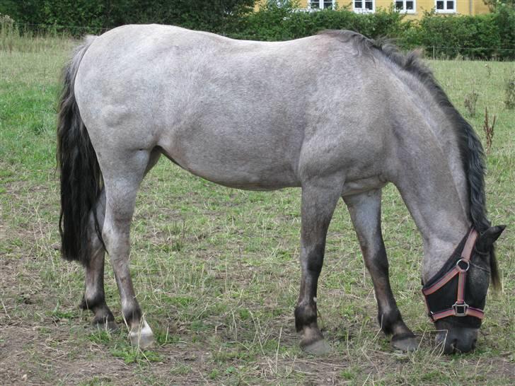 Welsh Pony (sec B) | Gazelle - Vindinge - Dressur *1.plads* billede 15