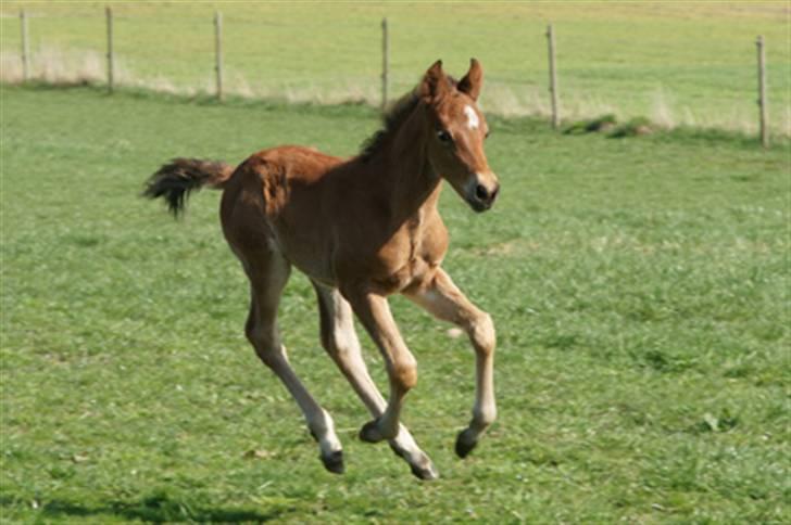 New Forest Pollux Hippios billede 7