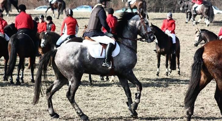 Fuldblod (XX) Warrior billede 1