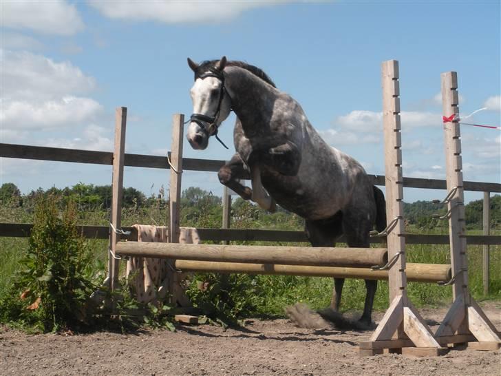 Fuldblod (XX) Warrior billede 2