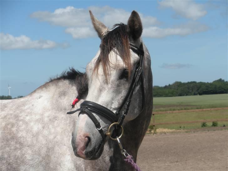 Fuldblod (XX) Warrior billede 3