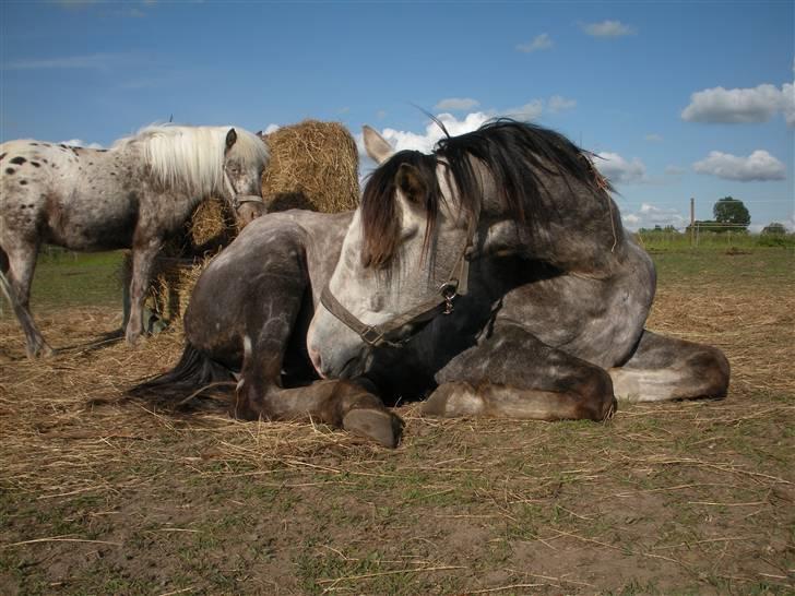 Fuldblod (XX) Warrior billede 4