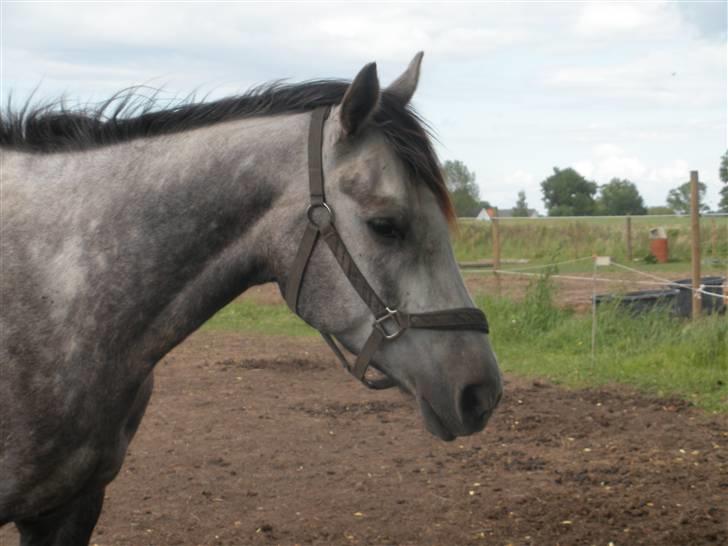 Fuldblod (XX) Warrior billede 5