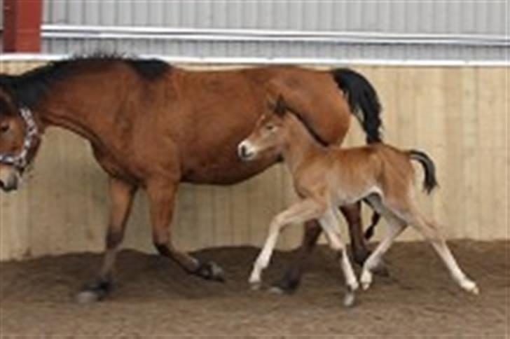 New Forest Blåbærhegnets Alfie billede 5