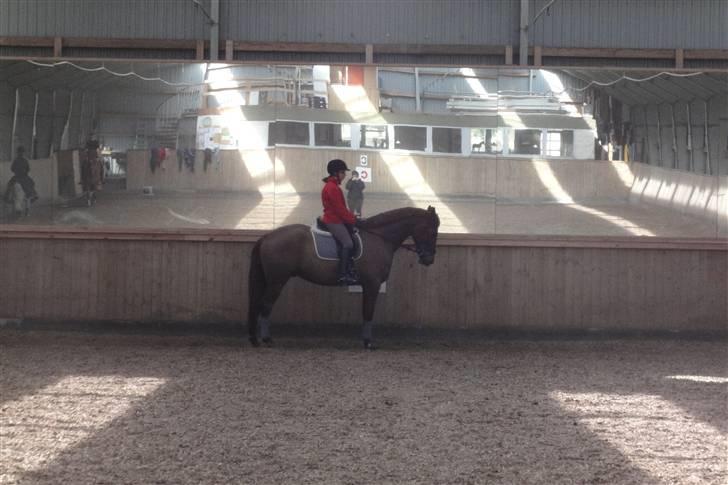 Dansk Varmblod Nørringsholms Play Red billede 3