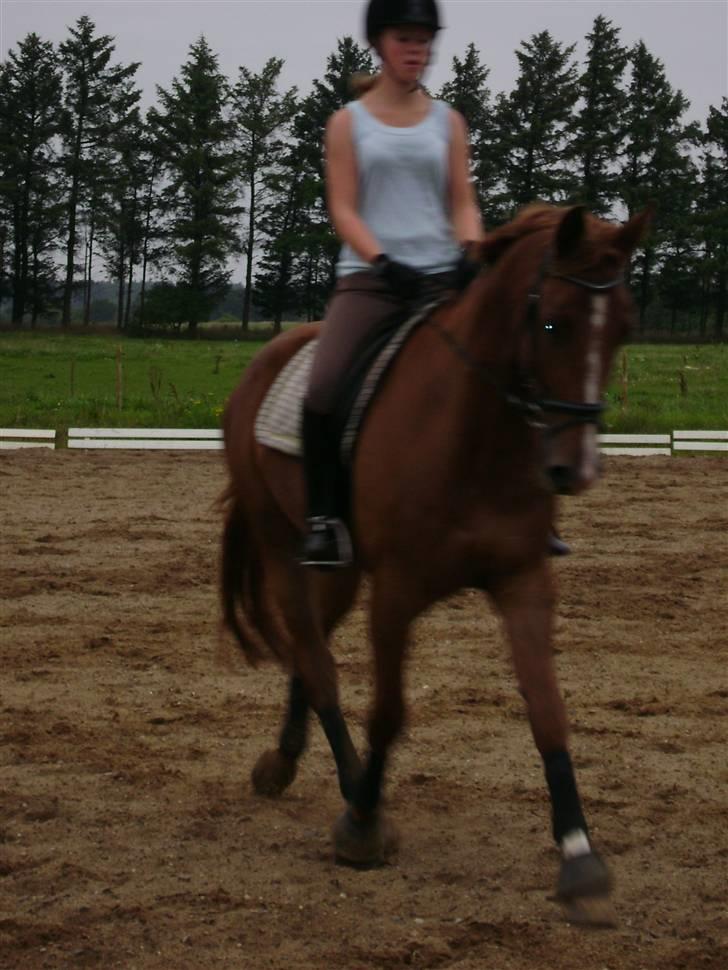 Dansk Varmblod Nørringsholms Play Red billede 4