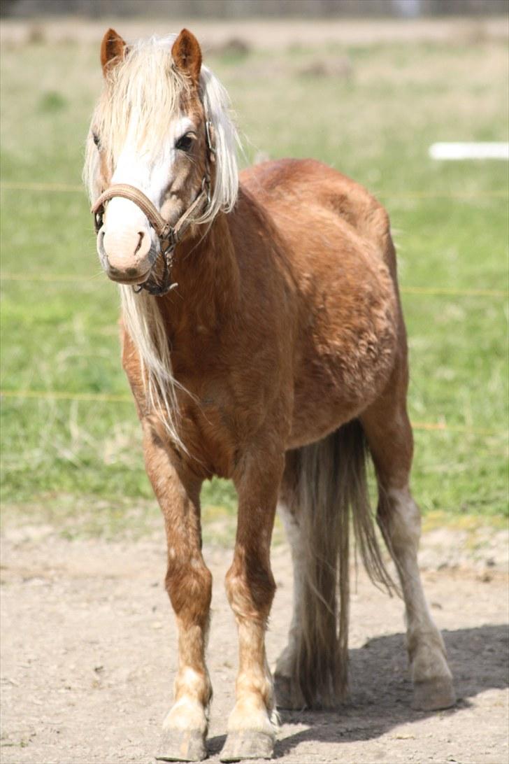 Welsh Mountain (sec A) Stendyssens Lopi R.I.P - Står og viser sig på folden.  billede 15