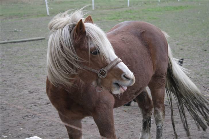 Welsh Mountain (sec A) Stendyssens Lopi R.I.P - Charmerende! ;D billede 16