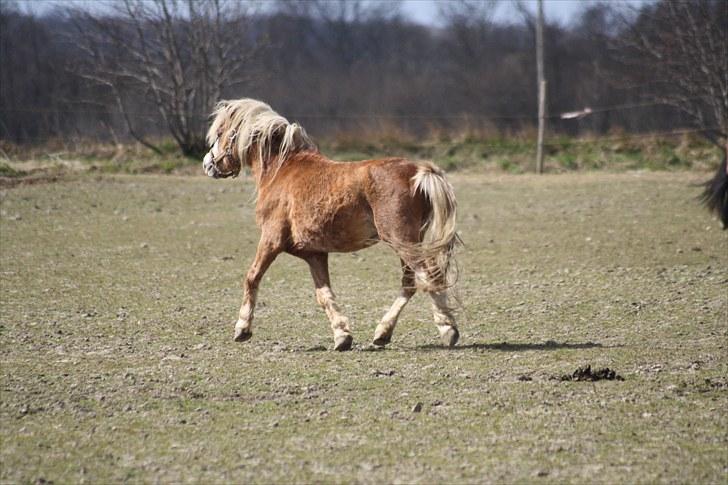 Welsh Mountain (sec A) Stendyssens Lopi R.I.P - Hingstet lille hingst.. billede 17