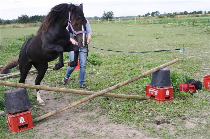 Anden særlig race Miss Papaya   - Papaya springer højt over et lile kryds spring. Dette er første gang at hun løsspringer. (: billede 2