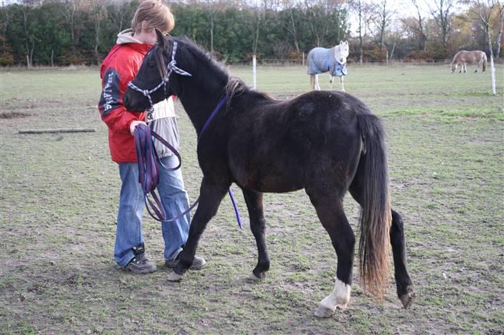 Anden særlig race Miss Papaya   billede 3