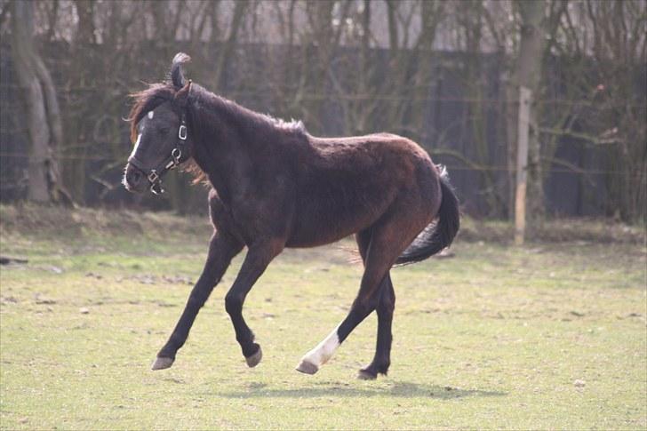 Anden særlig race Miss Papaya   - galop på folden..  billede 4