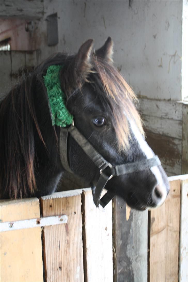 Anden særlig race Miss Papaya   - Smukke Papsen. billede 5