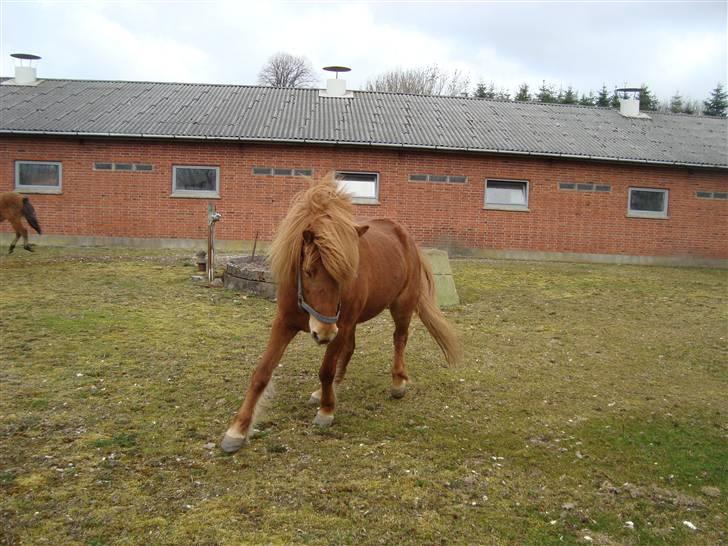Islænder Buska fra Agersø  billede 19