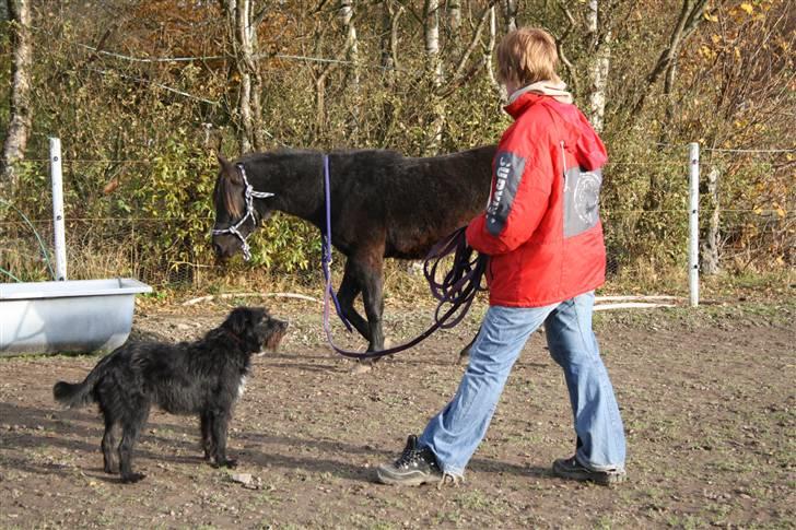 Anden særlig race Miss Papaya   billede 6