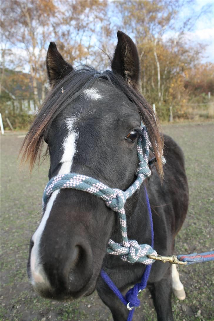 Anden særlig race Miss Papaya   billede 7