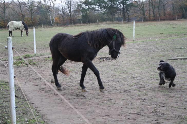 Anden særlig race Miss Papaya   billede 8