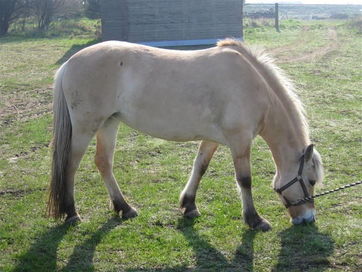 Fjordhest Nørgårdens Athene billede 14