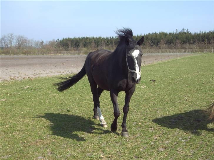 Dansk Varmblod G. Sweetie R.I.P' savnet. - Det er ikke svært at finde en man kunne tænke sig at falde i søvn ved siden af. Kunsten består i at finde den man har lyst til at vågne sammen med. billede 10