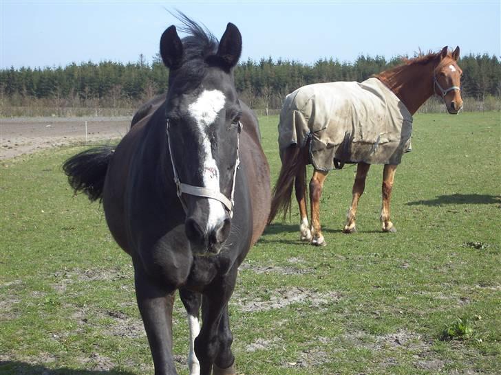 Dansk Varmblod G. Sweetie R.I.P' savnet. - Mennesker vil forråde dine hemmeligheder, dit venskab og din kærlighed. Men dyr vil aldrig bedrage dig billede 11