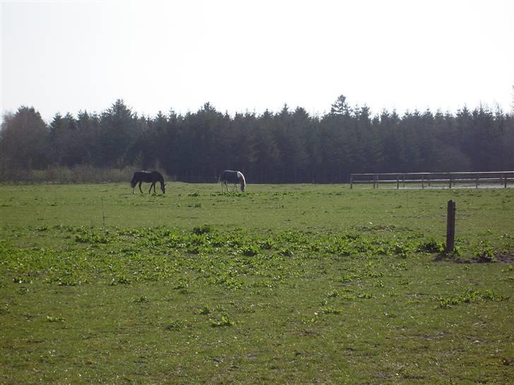 Dansk Varmblod G. Sweetie R.I.P' savnet. billede 12