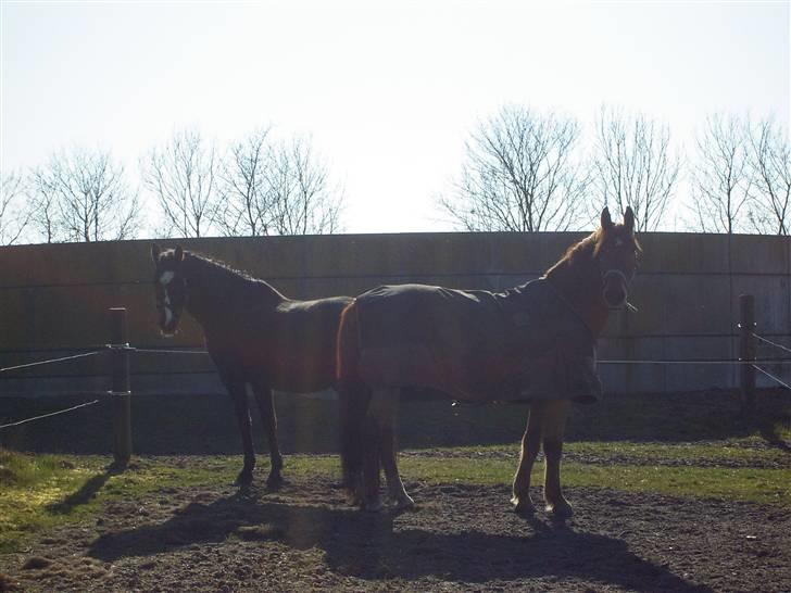 Dansk Varmblod G. Sweetie R.I.P' savnet. billede 13