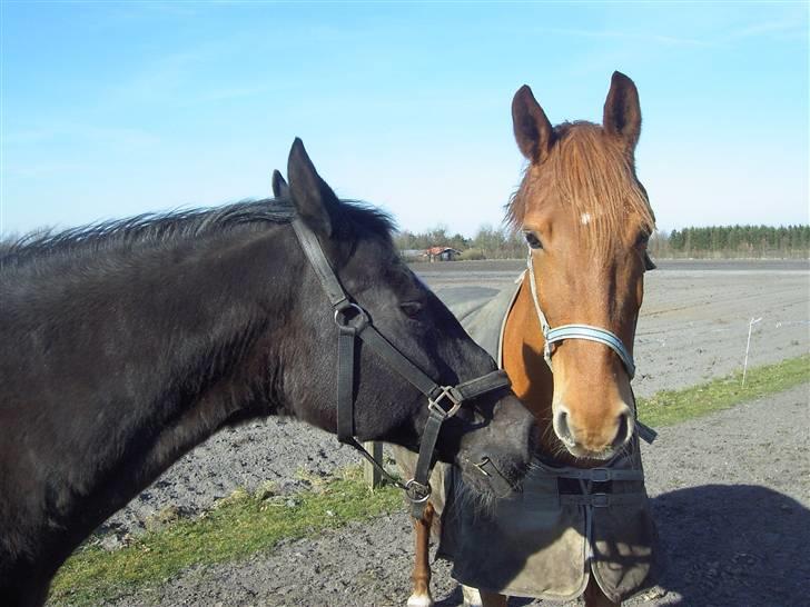 Dansk Varmblod G. Sweetie R.I.P' savnet. billede 14