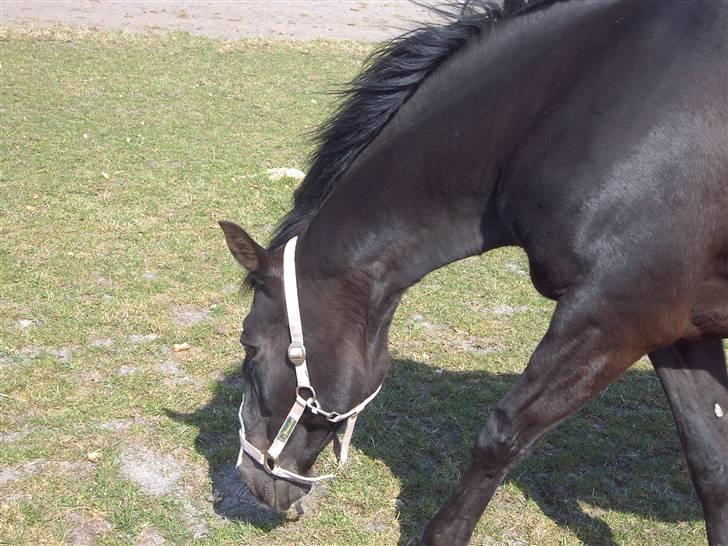 Dansk Varmblod G. Sweetie R.I.P' savnet. - ...if I have always worked honestly, my horse will carry me to the end of the world. billede 15