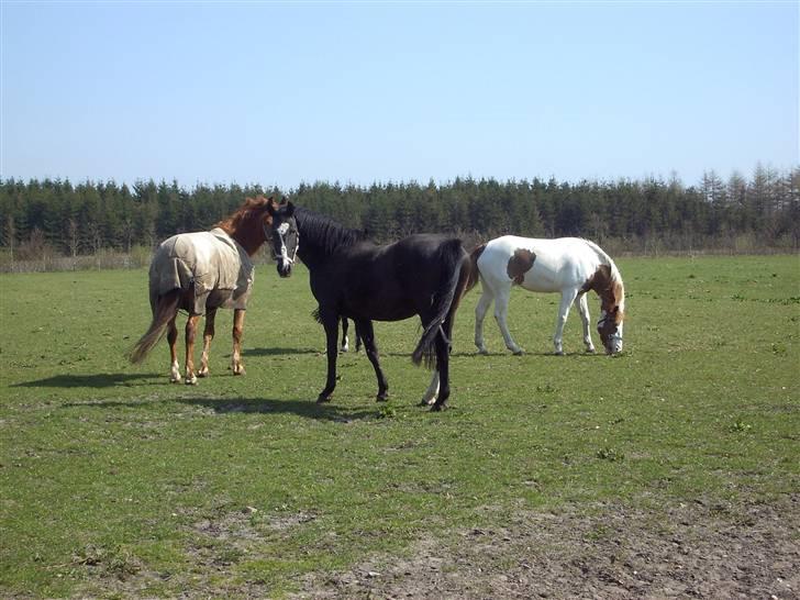 Dansk Varmblod G. Sweetie R.I.P' savnet. billede 16