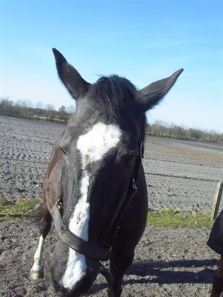 Dansk Varmblod G. Sweetie R.I.P' savnet. billede 17