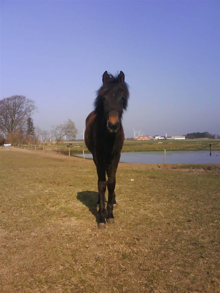Anden særlig race Lundgaards Mulan - Taget af Dorte Jensen/Grønvang billede 10