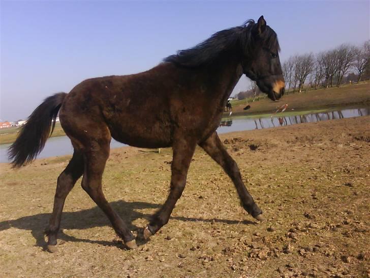 Anden særlig race Lundgaards Mulan - Taget af Dorte Jensen/Grønvang billede 11