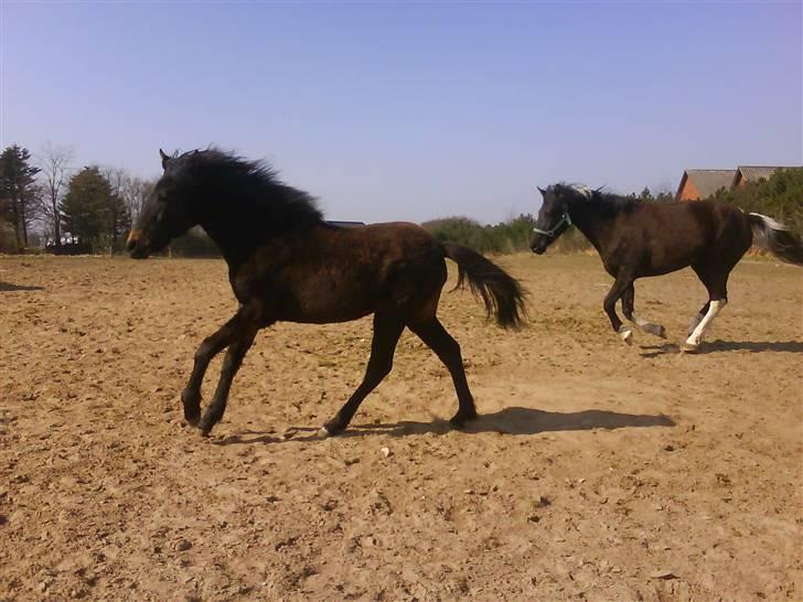 Anden særlig race Lundgaards Mulan - Taget af Dorte Jensen/Grønvang billede 12