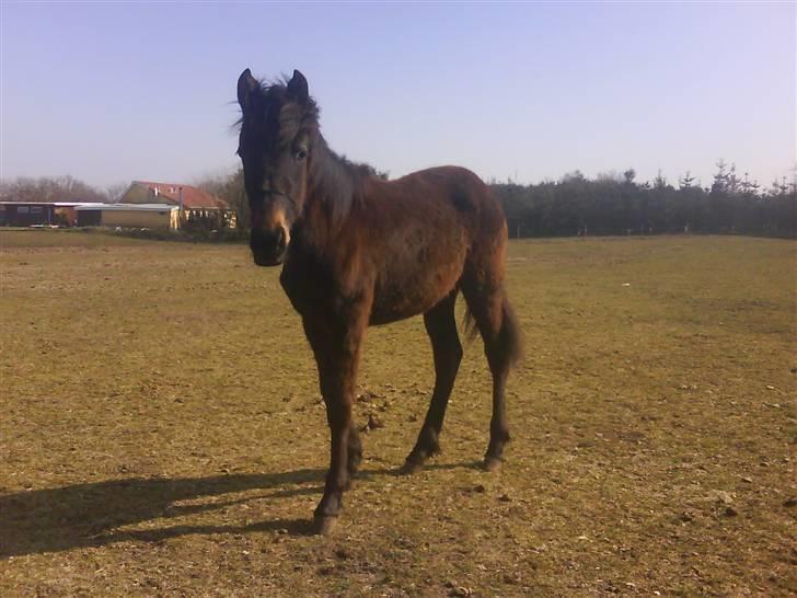 Anden særlig race Lundgaards Mulan - Taget af Dorte Jensen/Grønvang billede 13