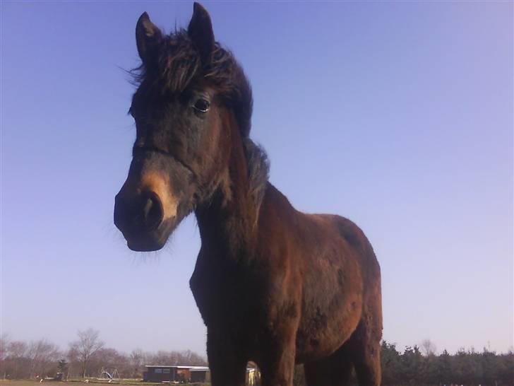 Anden særlig race Lundgaards Mulan - Taget af Dorte Jensen/Grønvang billede 14