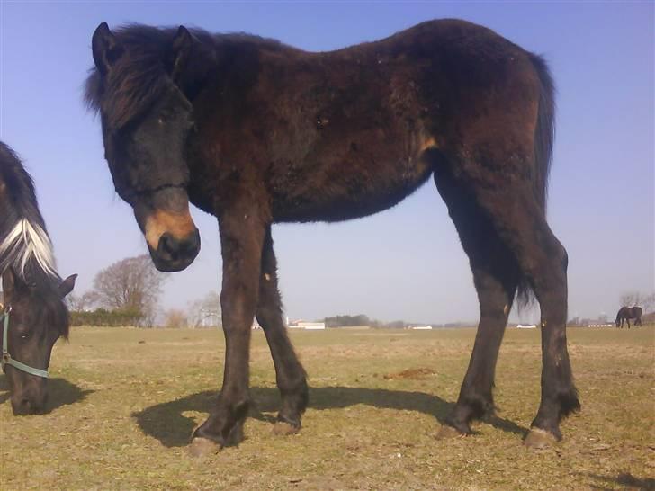Anden særlig race Lundgaards Mulan - Taget af Dorte Jensen/Grønvang billede 16