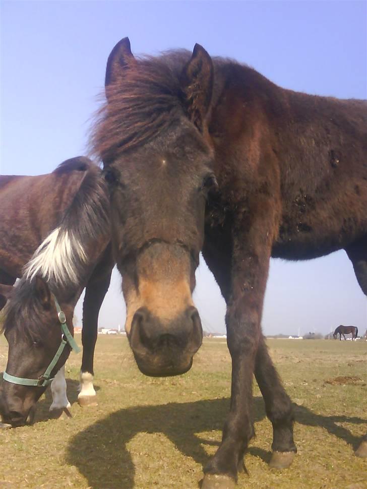 Anden særlig race Lundgaards Mulan - Taget af Dorte Jensen/Grønvang billede 17