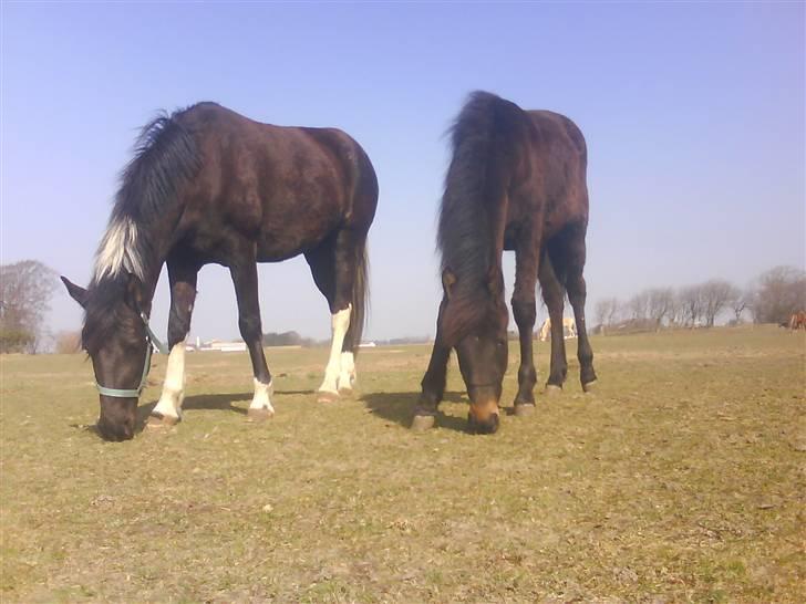 Anden særlig race Lundgaards Mulan - Mor og datter - Taget af Dorte Jensen/Grønvang billede 18